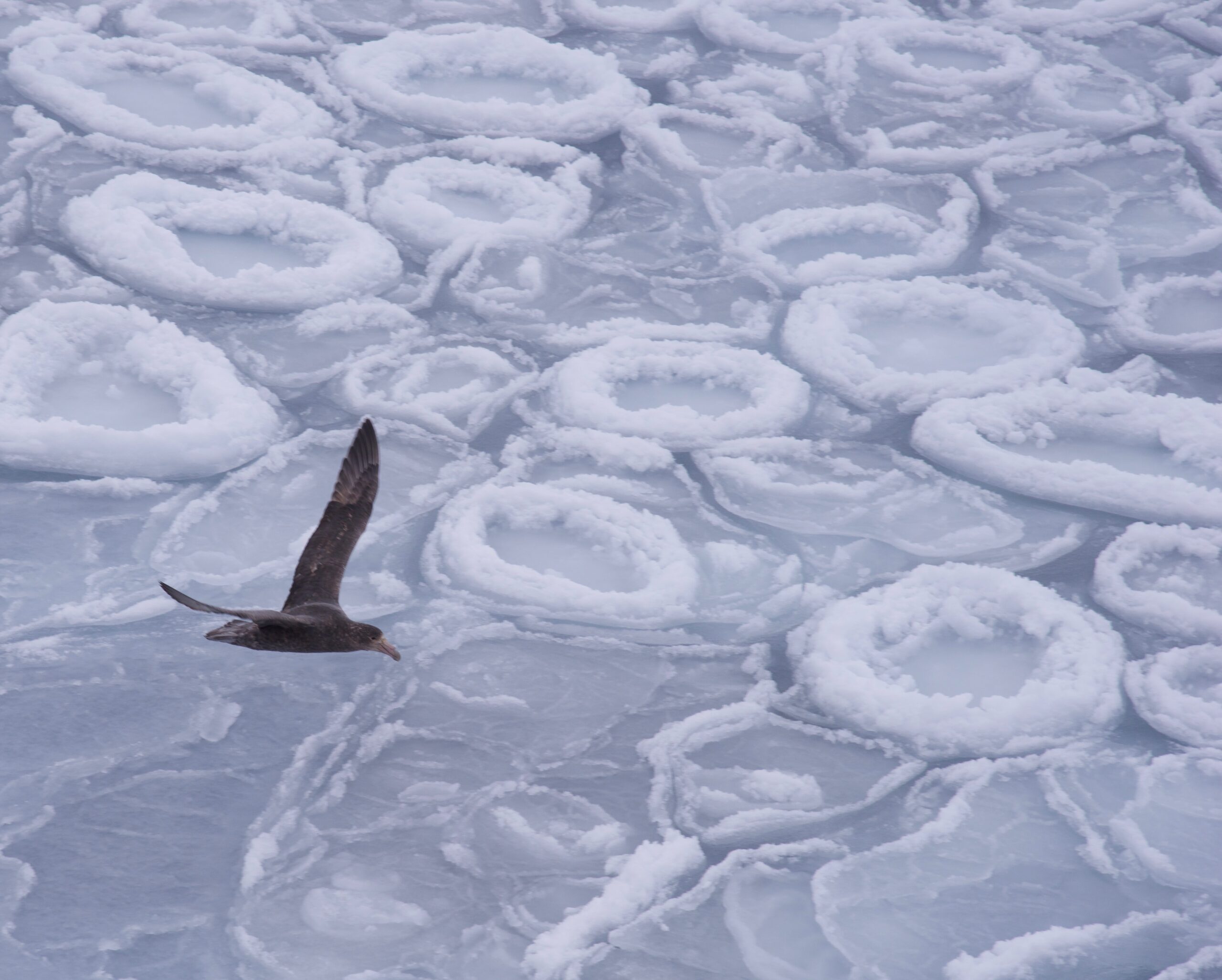 Cropped Steve Dsc2392